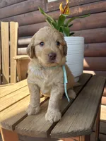 Ollie F1b, a male English Goldendoodle for sale in Creighton, MO – 1 of 4
