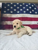 Wes F1, a male English Goldendoodle for sale in Creighton, MO – 1 of 7
