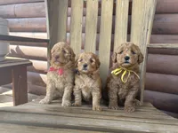 Betsy F1b, a female English Goldendoodle for sale in Creighton, MO – 3 of 3
