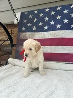 June F1, a female English Goldendoodle for sale in Creighton, MO – 2 of 6