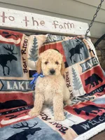Burt, a male English Goldendoodle for sale in Creighton, MO – 3 of 4