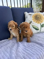 Bobby F1B Mini, a male Goldendoodle for sale in Creighton, MO – 5 of 5