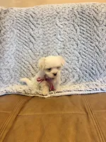 Marsha, a female Maltipoo for sale in Creighton, MO – 4 of 4