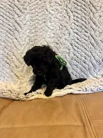 Smokey, a male Maltipoo for sale in Creighton, MO – 2 of 4