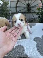 Cupcake, a female Cardigan Welsh Corgi and Pembroke Welsh Corgi for sale in Creighton, MO – 2 of 3