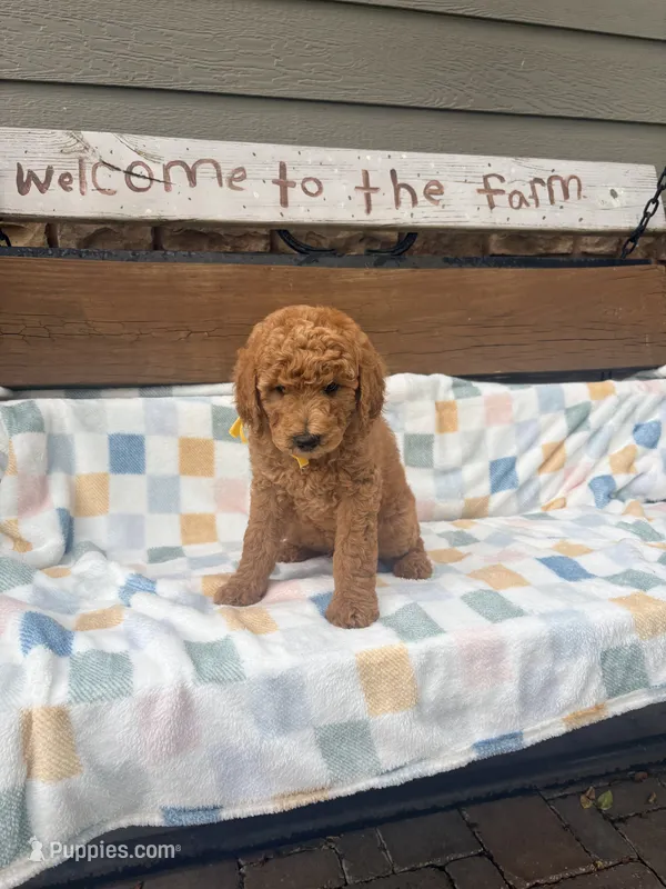 Alex F1b – English Goldendoodle puppy for sale in Creighton, MO
