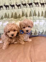 Benny, a male Maltipoo for sale in Creighton, MO – 4 of 4