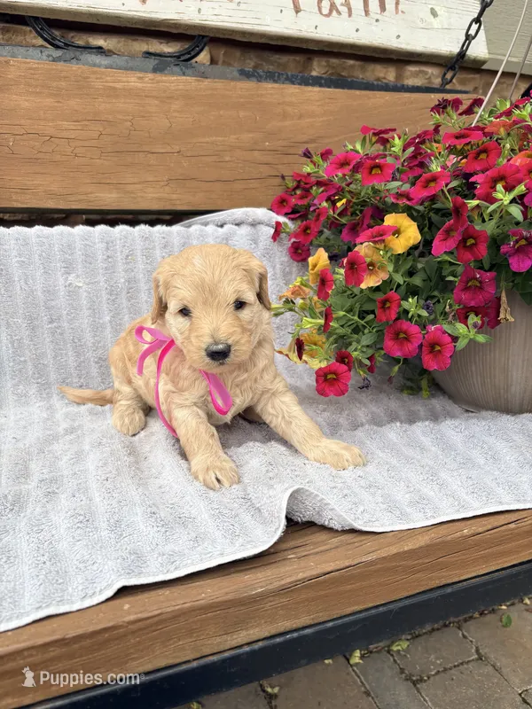 Birdie F1b  – English Goldendoodle puppy for sale in Creighton, MO