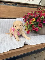 Birdie F1b , a female English Goldendoodle for sale in Creighton, MO – 1 of 4