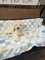 Vinnie F1b , a male Goldendoodle for sale in Creighton, MO – 2 of 8