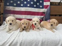 April F1, a female English Goldendoodle for sale in Creighton, MO – 6 of 6
