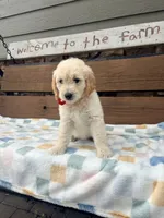 Ella, a female English Goldendoodle for sale in Creighton, MO – 4 of 5