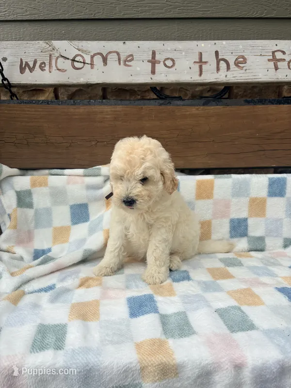 Vinnie F1b  – English Goldendoodle puppy for sale in Creighton, MO