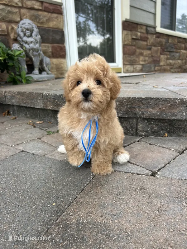 Boots – Maltipoo puppy for sale in Peculiar, MO