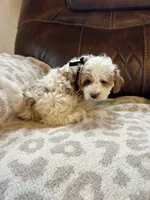 Grover, a male Maltipoo for sale in Creighton, MO – 2 of 6