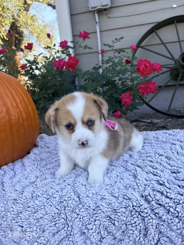 Cupcake – Cardigan Welsh Corgi, Pembroke Welsh Corgi puppy for sale in Creighton, MO