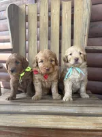 Owen F1b, a male English Goldendoodle for sale in Creighton, MO – 4 of 4