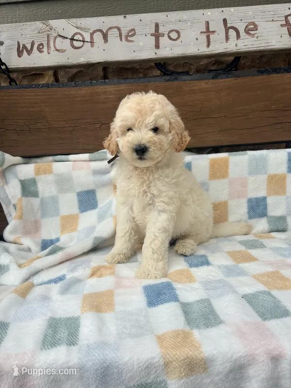 Vinnie F1b  – English Goldendoodle puppy for sale in Creighton, MO
