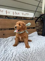 Oscar F1b, a male Goldendoodle for sale in Peculiar, MO – 2 of 5