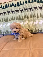 Boots, a male Maltipoo for sale in Creighton, MO – 5 of 5