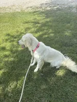 Koda, a female Golden Retriever and English Cream Golden Retriever for sale in Creighton, MO – 5 of 5