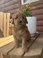 Basil F1b, a female English Goldendoodle for sale in Creighton, MO – 1 of 4