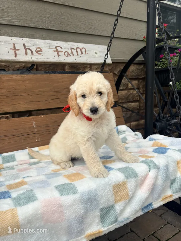 Ella – English Goldendoodle puppy for sale in Creighton, MO