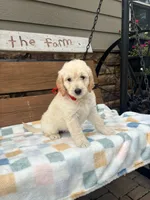 Ella, a female English Goldendoodle for sale in Creighton, MO – 1 of 5