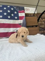 Henry F1, a male Goldendoodle for sale in Creighton, MO – 1 of 9