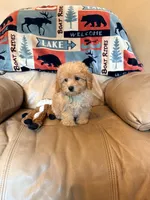 Burt, a male Maltipoo for sale in Creighton, MO – Photo 6 of 6