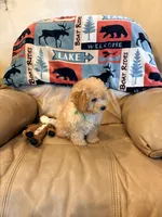 Burt, a male Maltipoo for sale in Creighton, MO – Photo 5 of 6