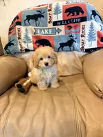 Burt, a male Maltipoo for sale in Creighton, MO – Photo 2 of 6