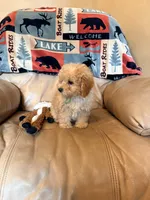 Burt, a male Maltipoo for sale in Creighton, MO – Photo 3 of 6