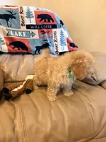 Burt, a male Maltipoo for sale in Creighton, MO – Photo 4 of 6