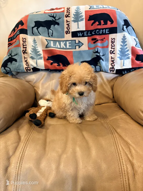 Burt – Maltipoo puppy for sale in Creighton, MO