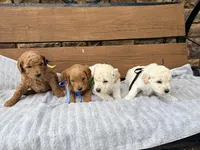 Alex F1b, a male English Goldendoodle for sale in Creighton, MO – 2 of 4