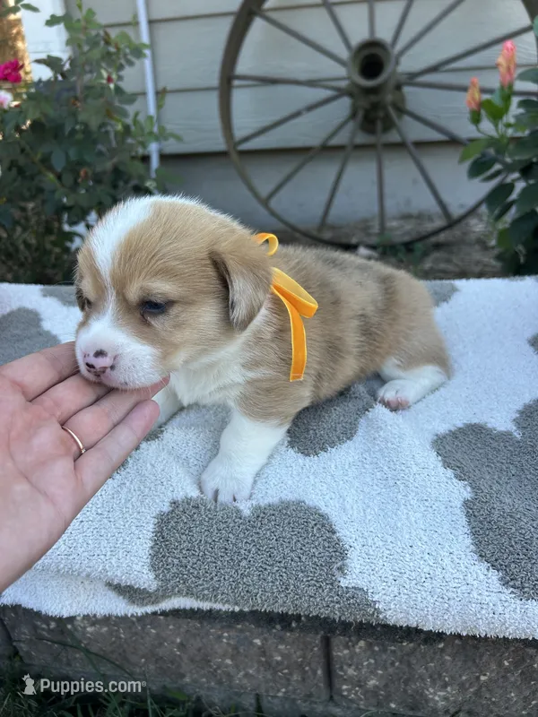Meatball – Cardigan Welsh Corgi, Pembroke Welsh Corgi puppy for sale in Creighton, MO