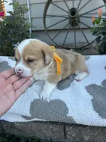 Meatball, a male Pembroke Welsh Corgi for sale in Creighton, MO – 1 of 5