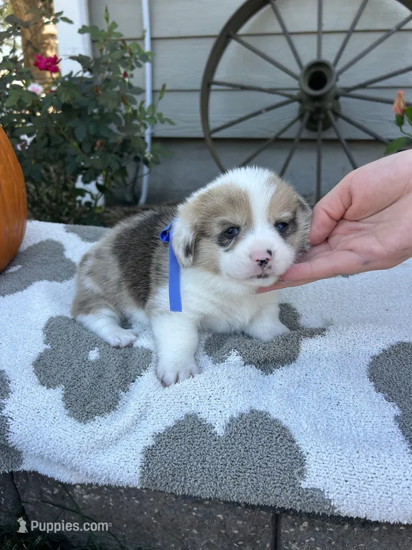 Waffles – Cardigan Welsh Corgi, Pembroke Welsh Corgi puppy for sale in Creighton, MO
