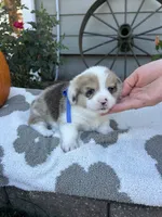 Waffles, a male Pembroke Welsh Corgi for sale in Creighton, MO – 1 of 5