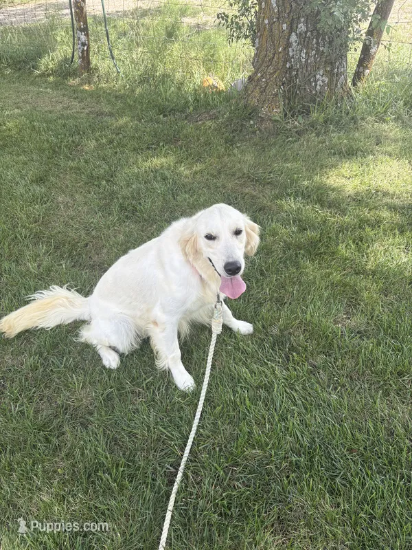 Koda – Golden Retriever, English Cream Golden Retriever puppy for sale in Creighton, MO