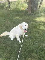 Koda, a female Golden Retriever and English Cream Golden Retriever for sale in Creighton, MO – 1 of 5