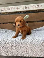 Oscar F1b, a male Goldendoodle for sale in Peculiar, MO – 4 of 5
