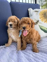 Coleman F1b Mini, a male Goldendoodle for sale in Creighton, MO – 4 of 5