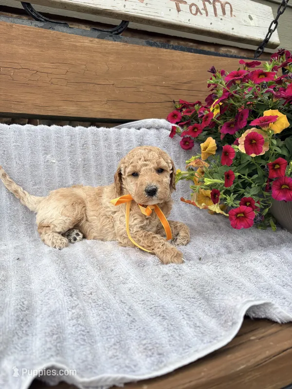 Sloane F1b  – English Goldendoodle puppy for sale in Creighton, MO