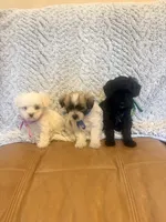 Marsha, a female Maltipoo for sale in Creighton, MO – 3 of 4