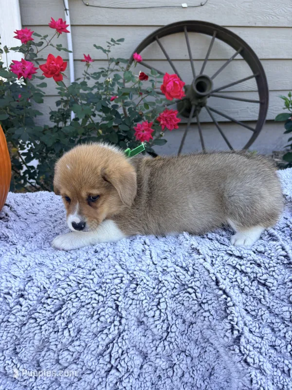 Bacon – Pembroke Welsh Corgi puppy for sale in Creighton, MO