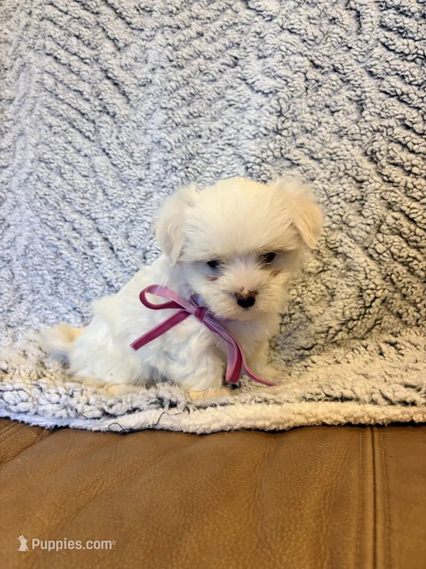 Marsha – Maltipoo puppy for sale in Creighton, MO