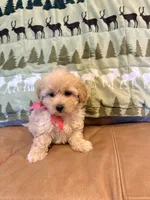 Paige, a female Maltipoo for sale in Creighton, MO – 3 of 4