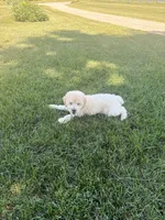 Vinnie F1b , a male Goldendoodle for sale in Creighton, MO – 8 of 8